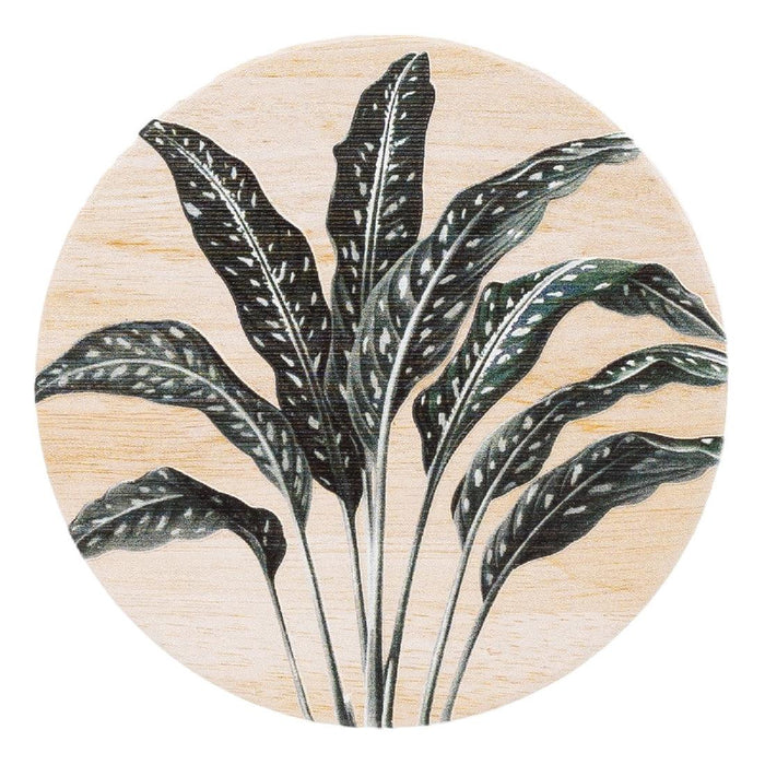 Exotic Coaster Fern - Giftolicious