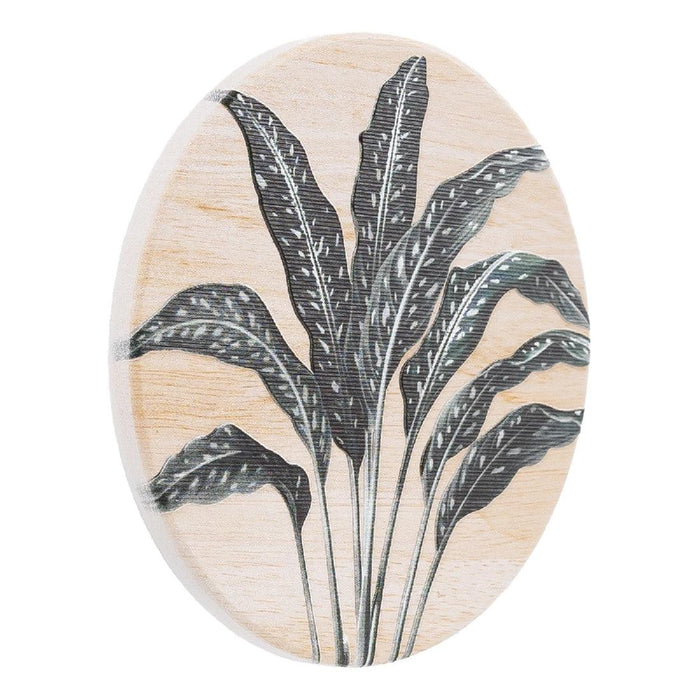 Exotic Coaster Fern - Giftolicious