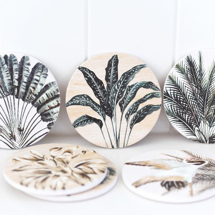 Exotic Coaster Fern - Giftolicious