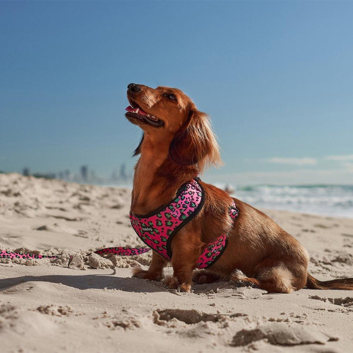 Hot Dog Harness Pink Ocelet Medium - Giftolicious