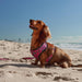 Hot Dog Harness Pink Ocelet Medium - Giftolicious